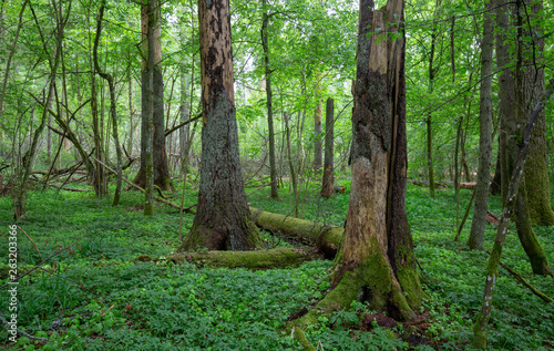 Summertime midday deciduous forest