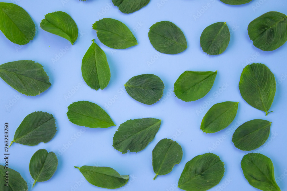 Beauty background with leaves on pastel blue. Top view, flat lay. Beauty background with leaves on pastel blue. Top view, flat lay.