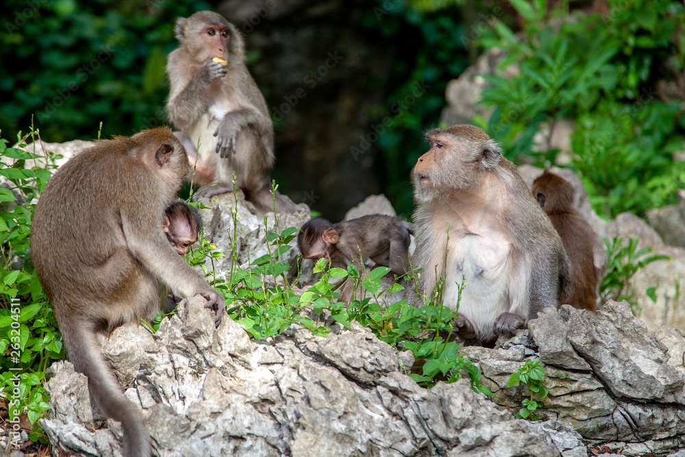 Monkey in Krabi Thailand/ Animal