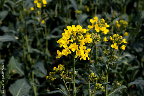 Rapeseed spring crop on farmland in rural Hampshire  member of the family Brassicaceae and cultivated mainly for its oil rich seed