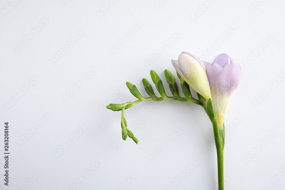 Beautiful freesia with fragrant flowers on white background, top view