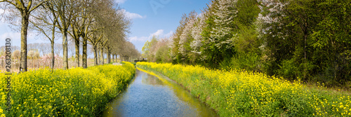 Yellow wild flowers along a ditch with blooming trees and a blue sky in Gelderland in the Netherlands