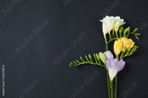 Beautiful fresh freesia flowers and space for text on black background, top view