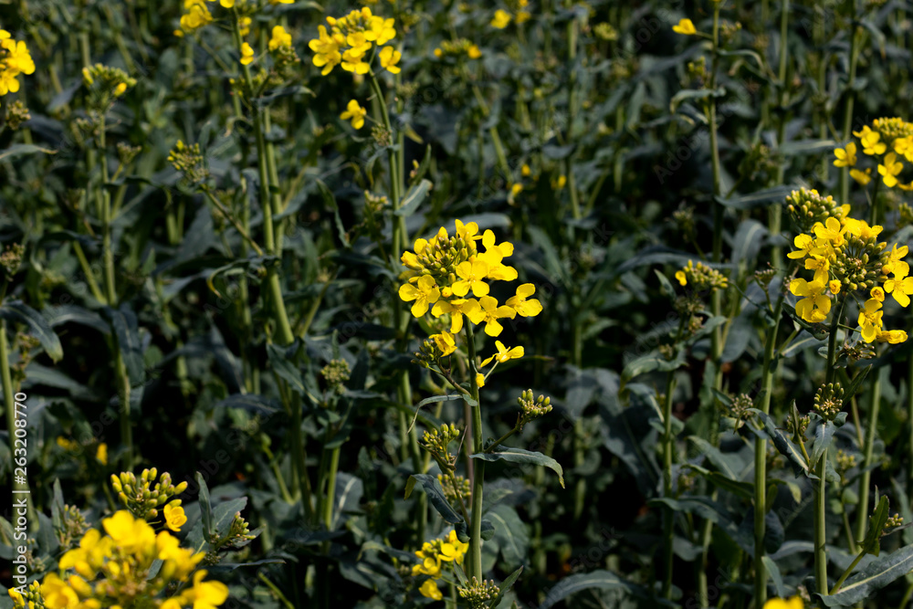 Obraz premium Rapeseed spring crop on farmland in rural Hampshire, member of the family Brassicaceae and cultivated mainly for its oil rich seed