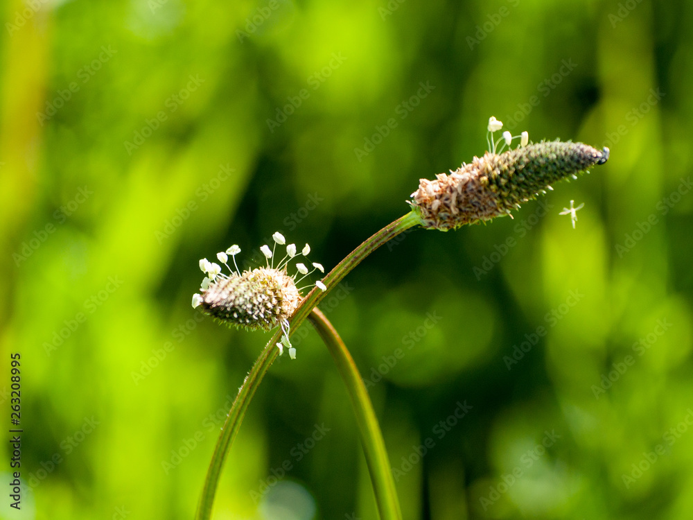 Two intertwined plantain ribwort flowers with a bokeh background. Romantic love concept