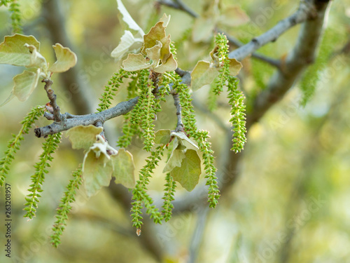 Catkins and sprouts of a popplar tree in spring on a bokeh background