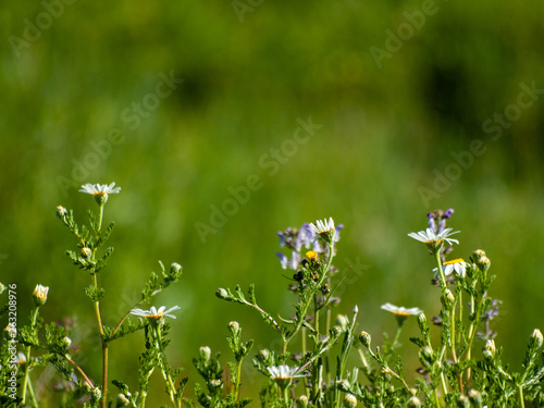 Daisies in bloom in spring with green bokeh background