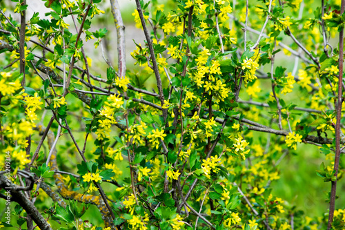 flowering black currant bushes in spring, small yellow flowers against a background of green foliage