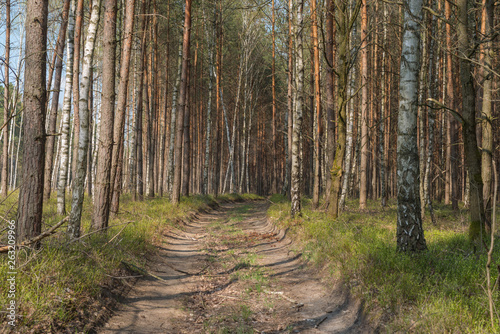 Fototapeta Naklejka Na Ścianę i Meble -  Leśna droga przez sosnowy las.