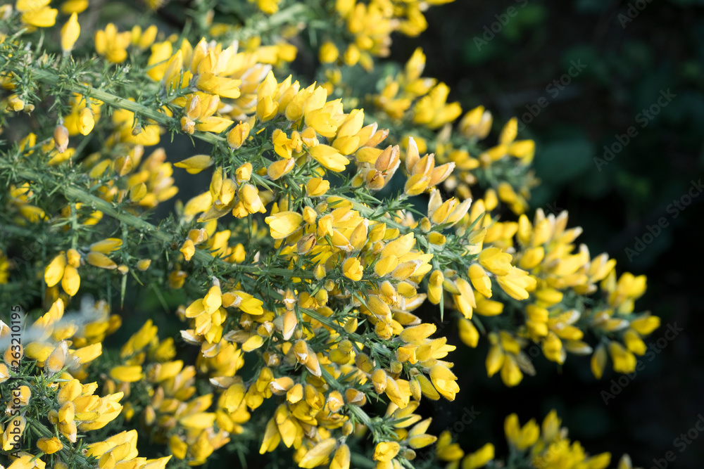 Yellow gorse bush flowers Yellow gorse bush flowers