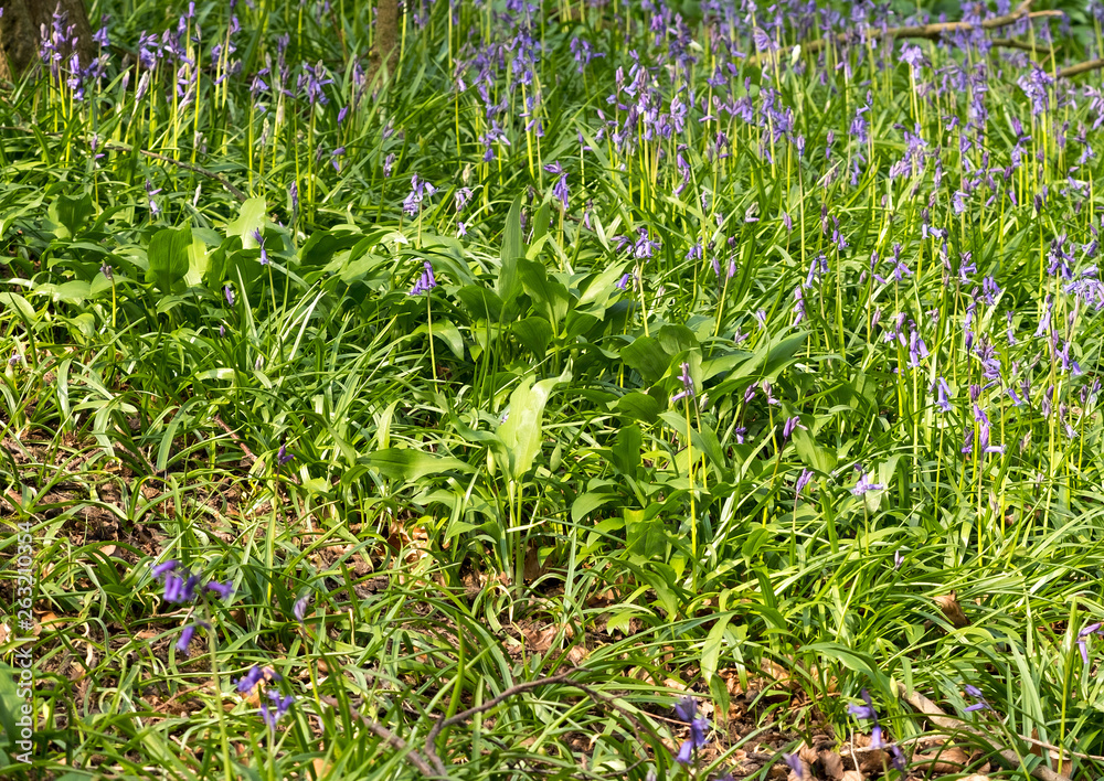 Woodland bluebell flowers in spring Woodland bluebell flowers in spring