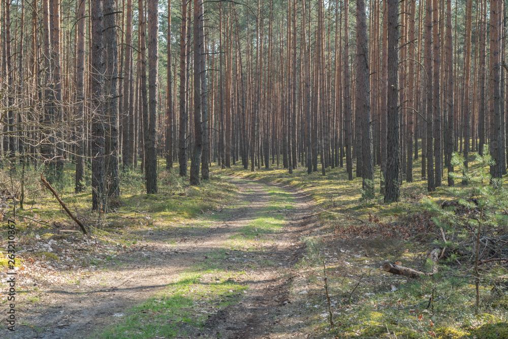 Obraz premium Leśna droga przez sosnowy las.