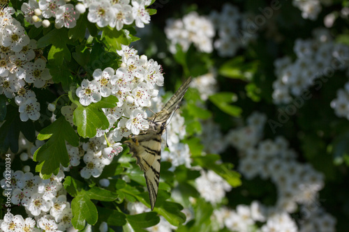 Black and white stripes Moth - Lymantria Rheumaptera - Black Arches moth