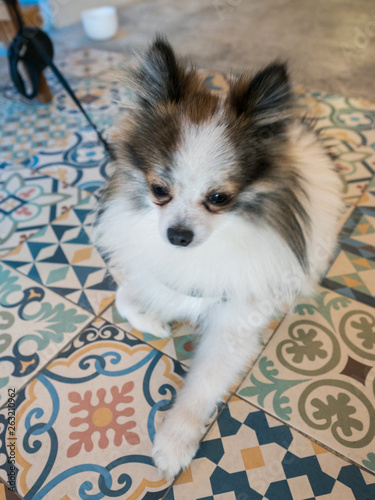 nice dog of pomeranian race on old ceramic floor with colors and geometrical shapes