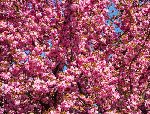 Pink Japanese cherry-tree blossom. Sakura © vbaleha