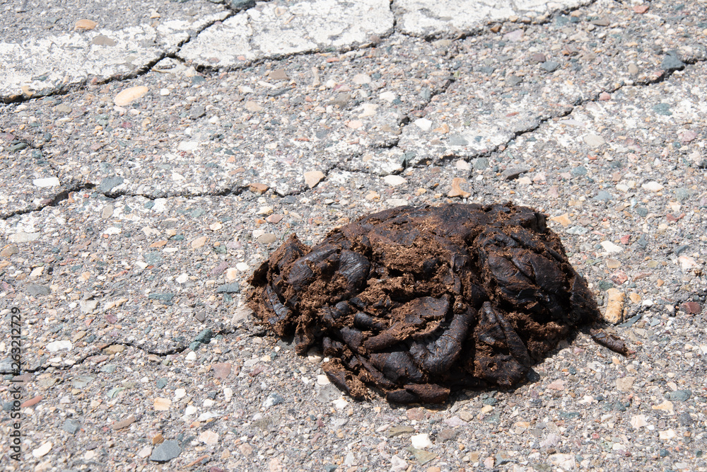 Naklejka premium Excremento de vaca en asfalto rural