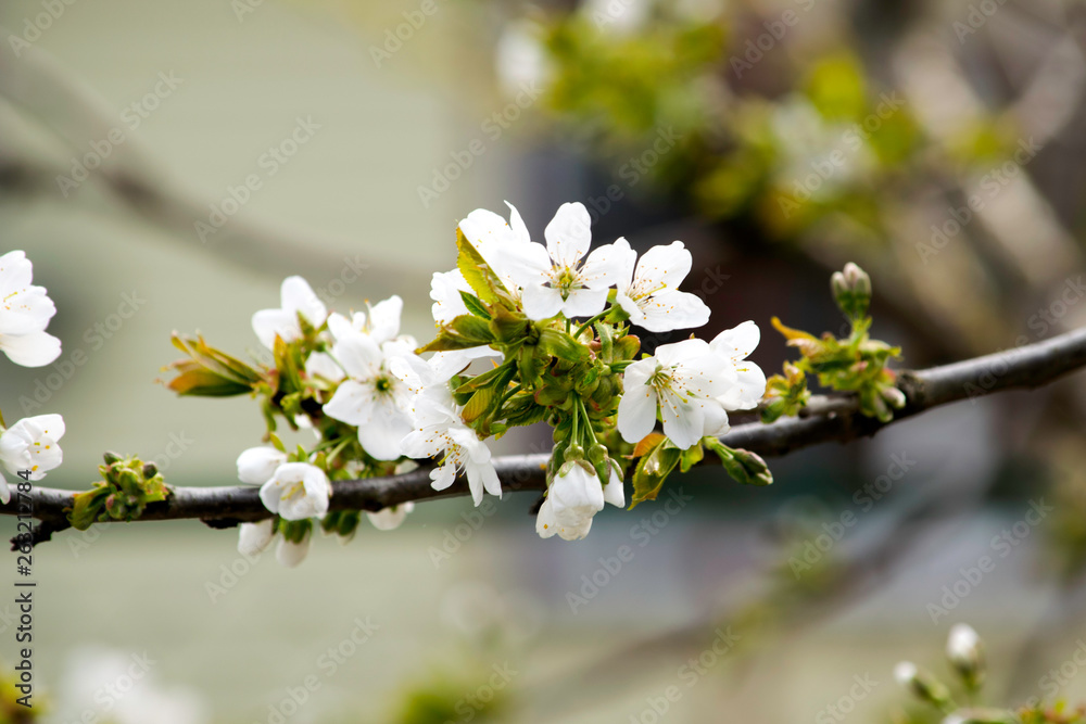 blooming branches of sweet cherry in spring, white flowers and young foliage on gray branches blooming branches of sweet cherry in spring, white flowers and young foliage on gray branches