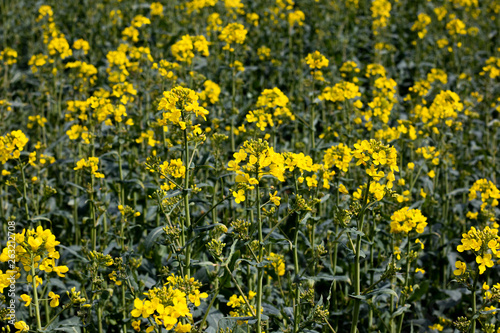 Rapeseed spring crop on farmland in rural Hampshire, member of the family Brassicaceae and cultivated mainly for its oil rich seed