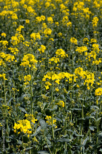 Fototapeta Naklejka Na Ścianę i Meble -  Rapeseed spring crop on farmland in rural Hampshire, member of the family Brassicaceae and cultivated mainly for its oil rich seed