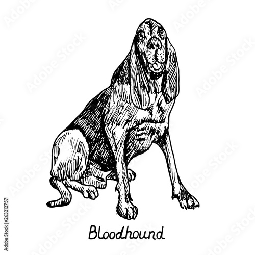 Dog of Bloodhound (Chien de Saint-Hubert, St. Hubert Hound,