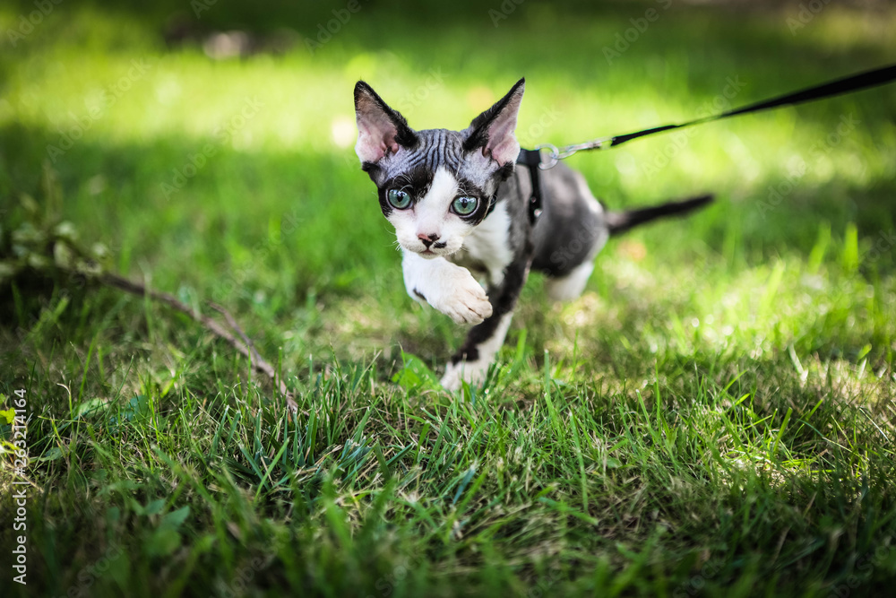 Fototapeta premium Devon Rex spacer