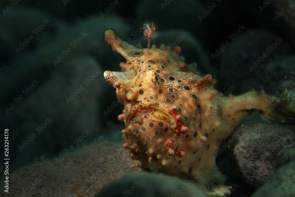 Frogfish from Ambon, Indonesia Frogfish from Ambon, Indonesia
