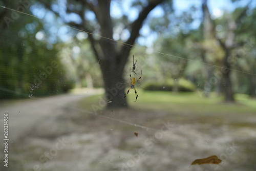 Giant Spider in her web in Missisippi photo