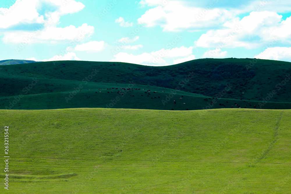 Fototapeta premium Green meadows and pasture.