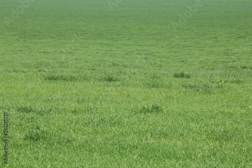 Green meadows and pasture.