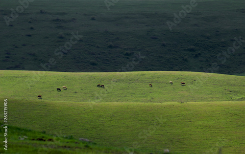 Green meadows and pasture.