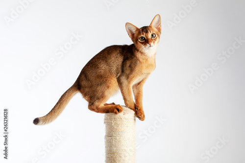 Bilde på lerret Abyssinian cat named Jam, 3 months.