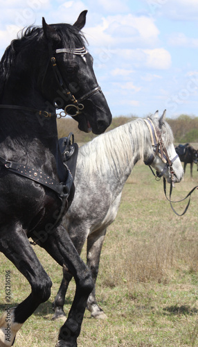 Race horses and riders on them.