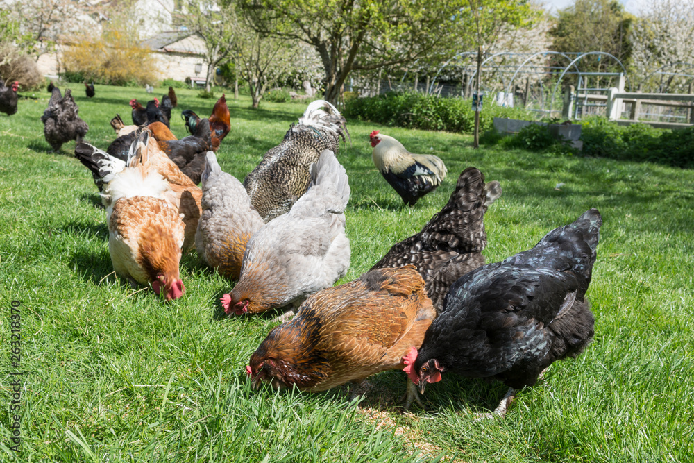 Poules qui picorent des grains de blé Poules qui picorent des grains de blé