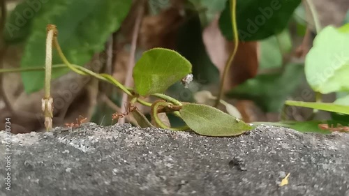 Red ants climb on the branches to find food.8