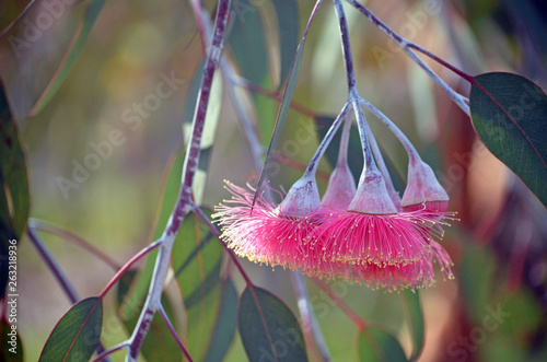 Pink blossoms and grey green leaves of the Australian native mallee tree Eucalyptus caesia, subspecies magna, family Myrtaceae. Common name is Silver Princess. Endemic to south west Western Australia. photo