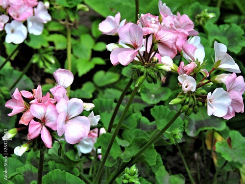 pink flowers in garden