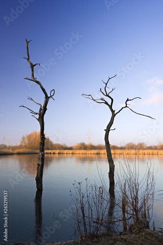 Lake With Dead Trees