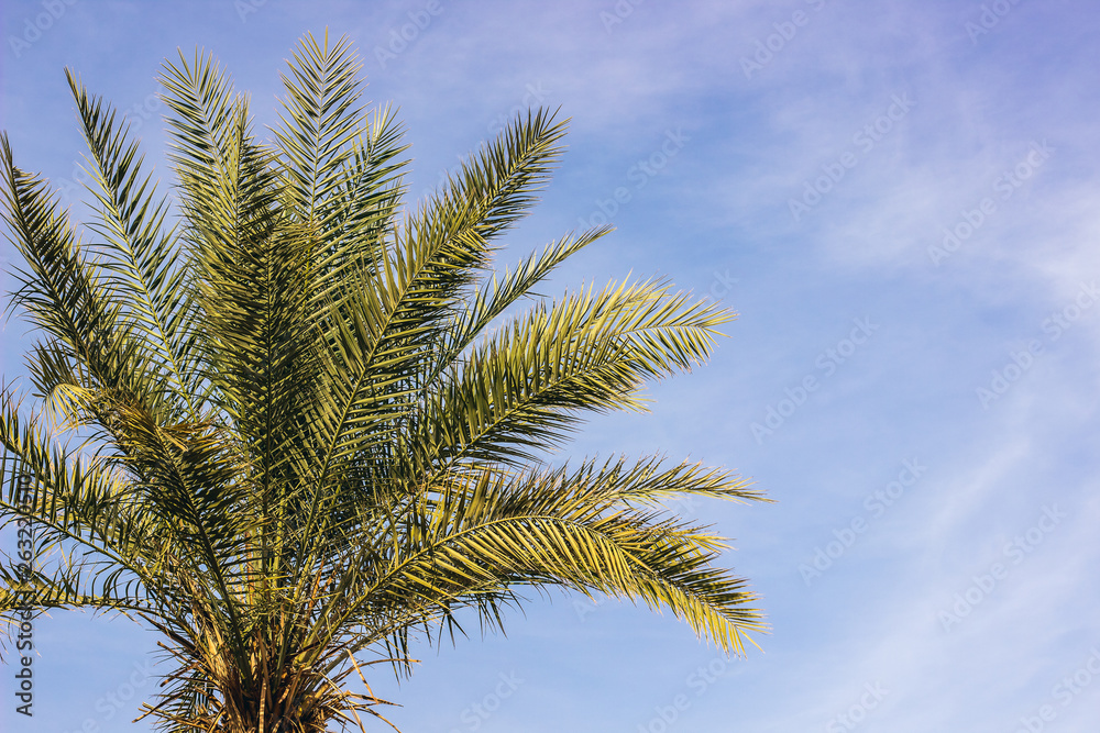 palm branches tropic tree sky soft blue sky background with clouds, copy space