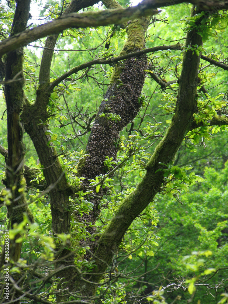 Fototapeta premium Swarm of bees on an oak branch