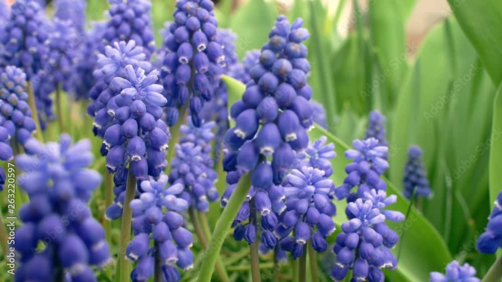 Nice spring blue flowers in the forest. Close up 4k slow motion footage. Nice spring blue flowers in the forest. Close up 4k slow motion footage.