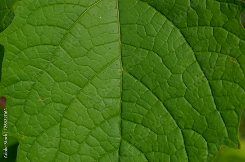 the shape and texture of tropical green plants