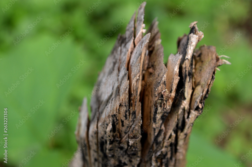 the shape and texture of broken wood twigs the shape and texture of broken wood twigs