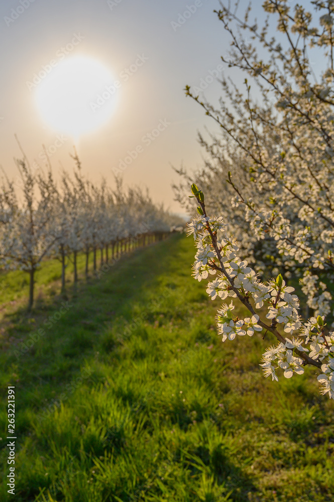Almond trees blooming in orchard against blue, Spring sky. Almond trees blooming in orchard against blue, Spring sky.