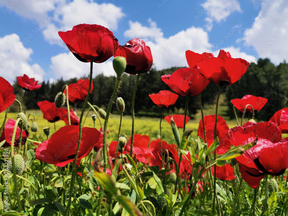 Fototapeta premium Spring Poppies