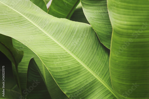 Beautiful green tropical leaves. Macro leaves.