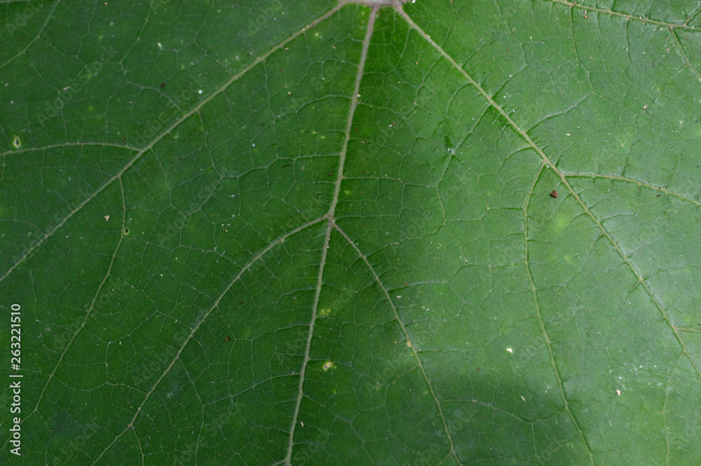 the shape and texture of tropical green plants