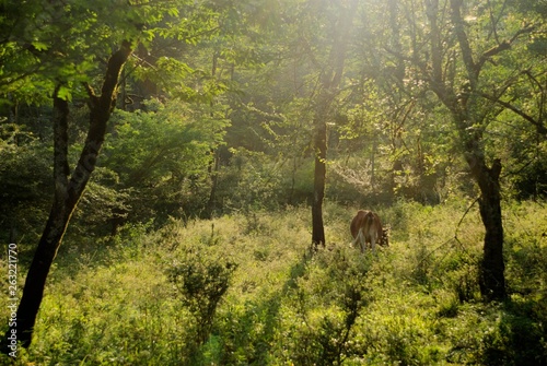 A shot of a brown cow in the middle of a green natural forrst ea photo