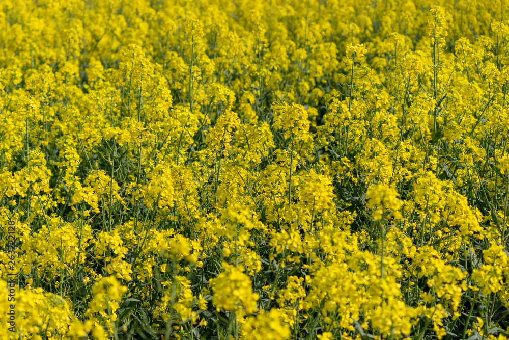 Close up of a crop of Rapeseed (Brassica napus) plants with a vibrant yellow colour in spring