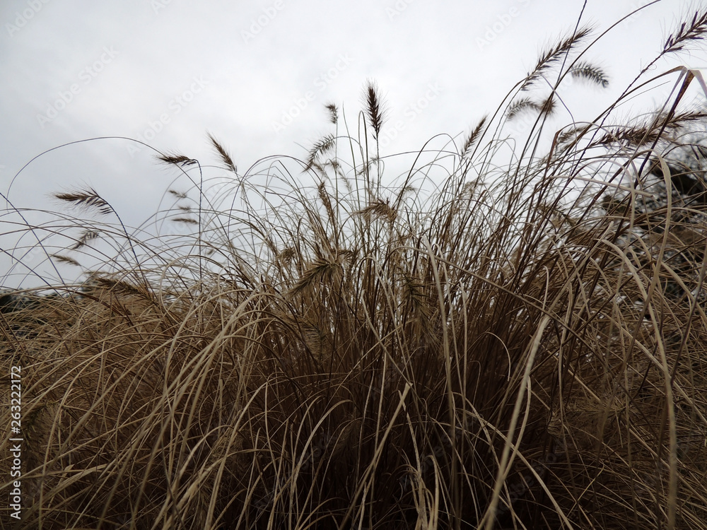 Fototapeta premium Dry bush Pennisetum foxtail, Pennisetum alopecuroides