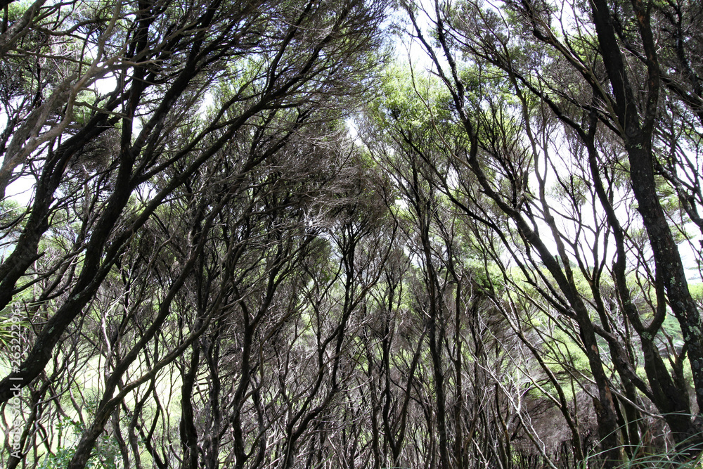 Fototapeta premium tree in the forest